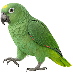Mealy Amazon